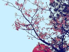 -天适樱花悠乐园