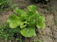 -中国天府农业博览园