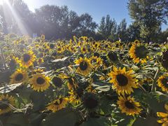 -长白岛森林公园