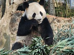 -都江堰中华大熊猫苑