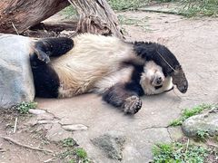 -都江堰中华大熊猫苑