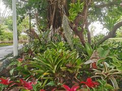 -东莞植物园