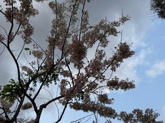 -白石龙音乐公园