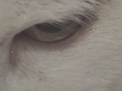 -北京赛佳动物医院