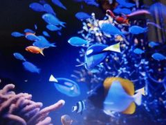 -悉尼海洋生物水族馆