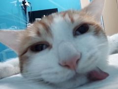 -爱诺耐芙动物医院(万博店)