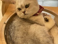 -飞行喵MR PILOT|猫舍·猫咖(静安大融城店)