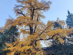 -苏州文庙(姑苏区)