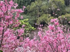 -狐尾山公园