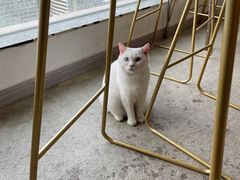 -泰国佛·塔罗·泰牌狐仙古曼