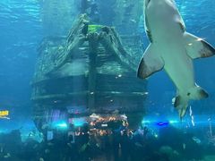 -上海海洋水族馆