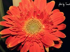 -南京维景国际大酒店(南京博物院店)