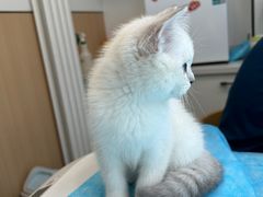 -瑞派·关忠动物医院·猫专科·犬专科(三环新城店)