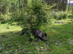 -硗碛藏寨·神木垒景区