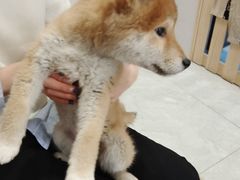 -柴犬小屋·柴餐厅·狗咖食堂(金鼎广场店)