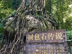 -莫里热带雨林景区