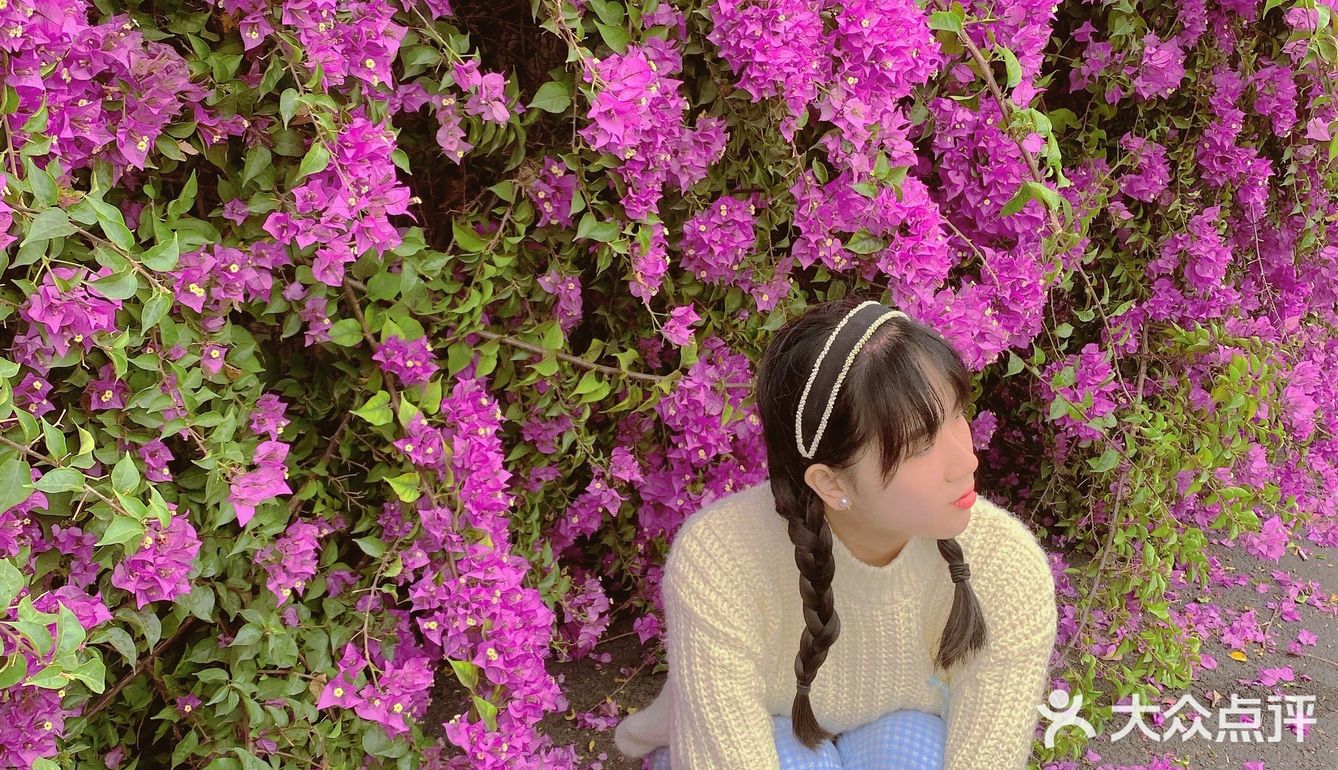 小区门口惊现🌺三角梅“瀑布”墙