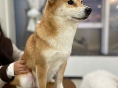-共舞时光猫咖·狗咖(新街口店)