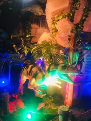 -恐龙探索乐园(磁器口店)