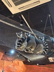 -Zoolung Zoolung动物主题公园(海信广场店)