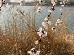 -大兴滨河森林公园