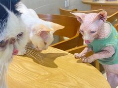 -藏猫猫咖啡主题馆(中央大道店)