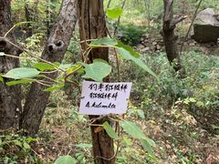-大岭沟猕猴桃谷风景区
