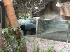 -圣地亚哥动物园