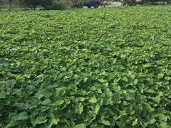 -意大利农场度假村