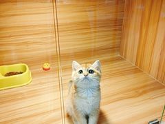 -猫十亿·布偶金渐层·曼基康矮脚猫舍(青年路店)