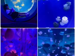 -海合安武汉极地海洋公园