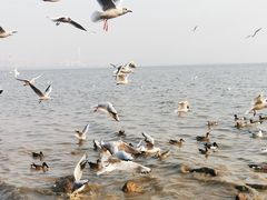 -深圳湾公园(南山区)