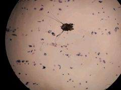 -佳雯宠物医院(四明中路分院)