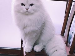 -欣宠猫屋·矮脚拿破仑·蓝金金渐层