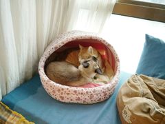 -猫咖时代(中山亭店)