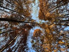 -桤木河湿地公园