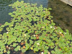 -明翠湖品·湖景餐厅