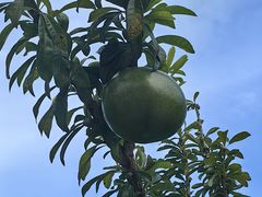 -三亚南山文化旅游区