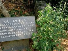 -深圳仙湖植物园