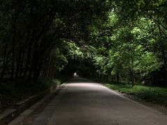 -灵谷景区