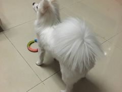 -北京观赏动物医院·24小时大型综合·猫专科·异宠专科