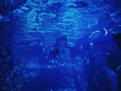 -暹罗海洋世界