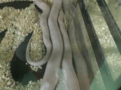 -藦茜花园宠物主题亲子互动体验馆(国顺东路店)
