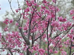 -天适樱花悠乐园