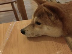-柴の食堂·日式家庭料理·熊之肆(大学路店)