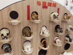 -Umiao与猫咖啡 猫咖