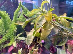 -中国科学院西双版纳热带植物园