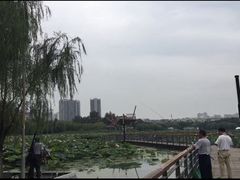-月湖风景区