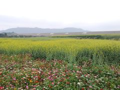 -光明小镇欢乐田园