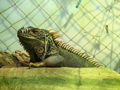 -Zoolung Zoolung动物主题公园(海信广场店)